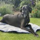 Nestbedz Lightweight Travel Dog Bed for Dogs on Adventures (and in the pub..)  - Large Breed