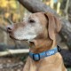 Zulu Adventure Dog Collar - waterproof - no stretch - wipe clean