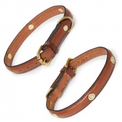 Leather Greyhound Collars  Whippet Collars UK - Paws Plus One