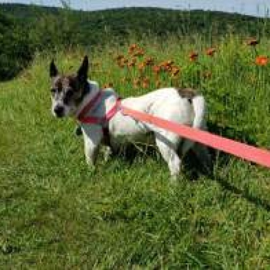 Walk Your Dog With Love -  Tracking Dog Harness (Back Attached)